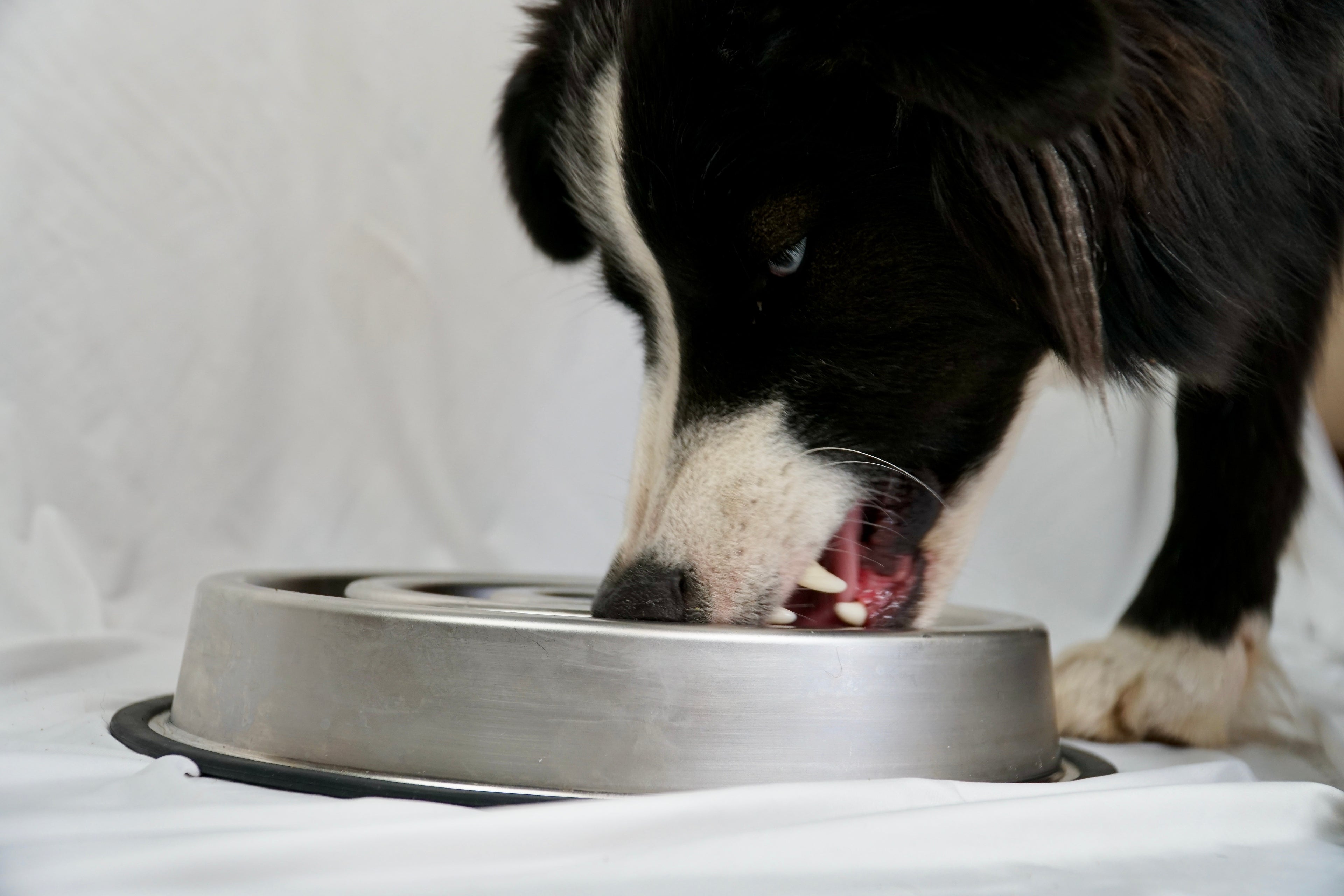 Stainless Steel SlowFeeder Dog Bowl