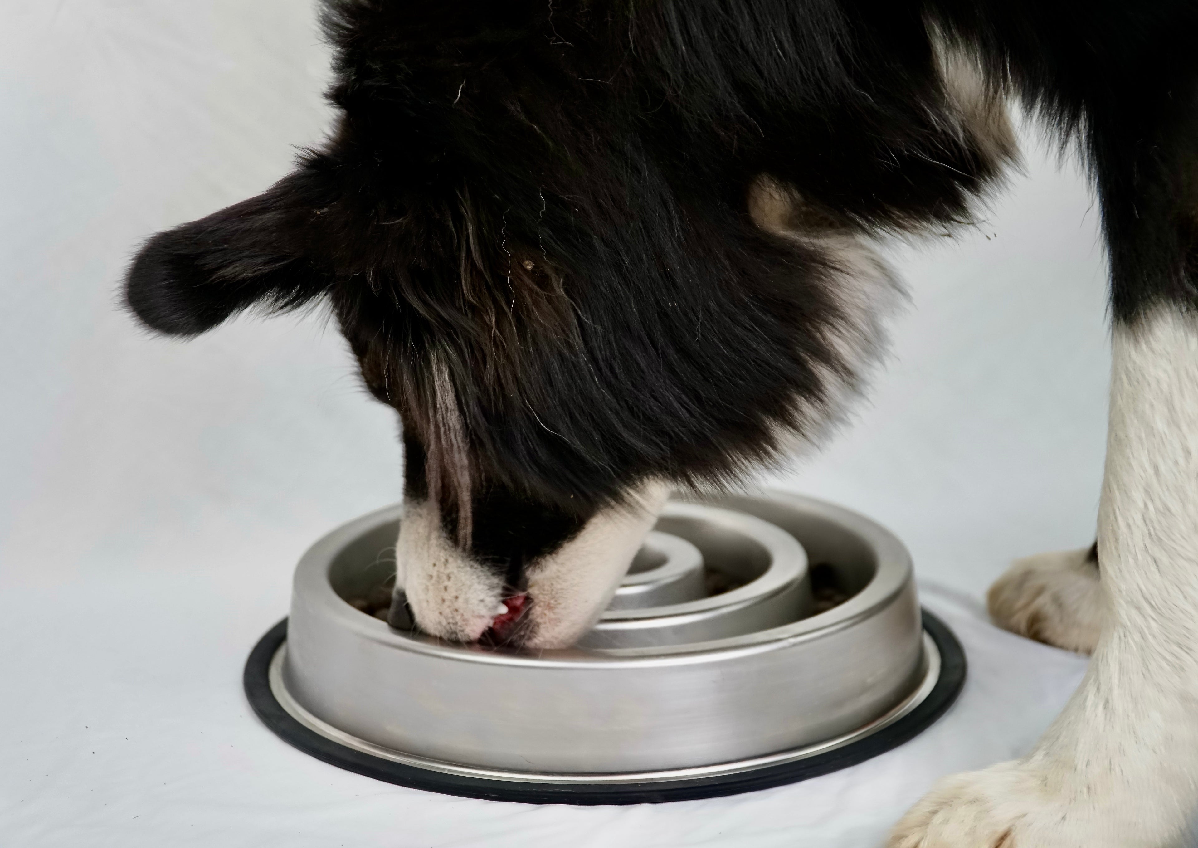 Stainless Steel SlowFeeder Dog Bowl